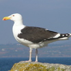 Great Black-backed Gull
